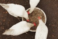 Insects as animal feed: Global research overview (1990–2025)